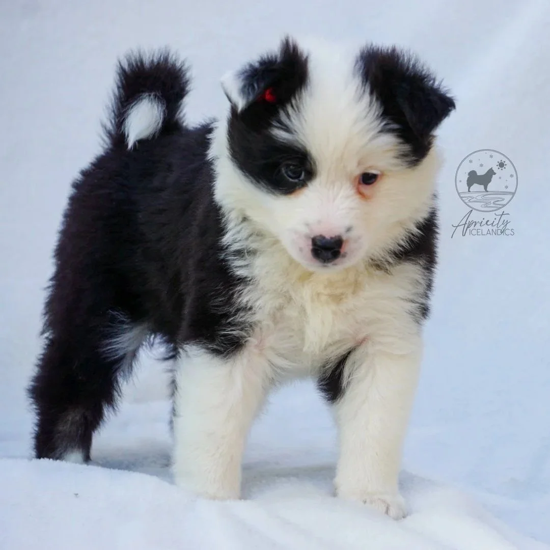 "Vivace" - black tricolor, female