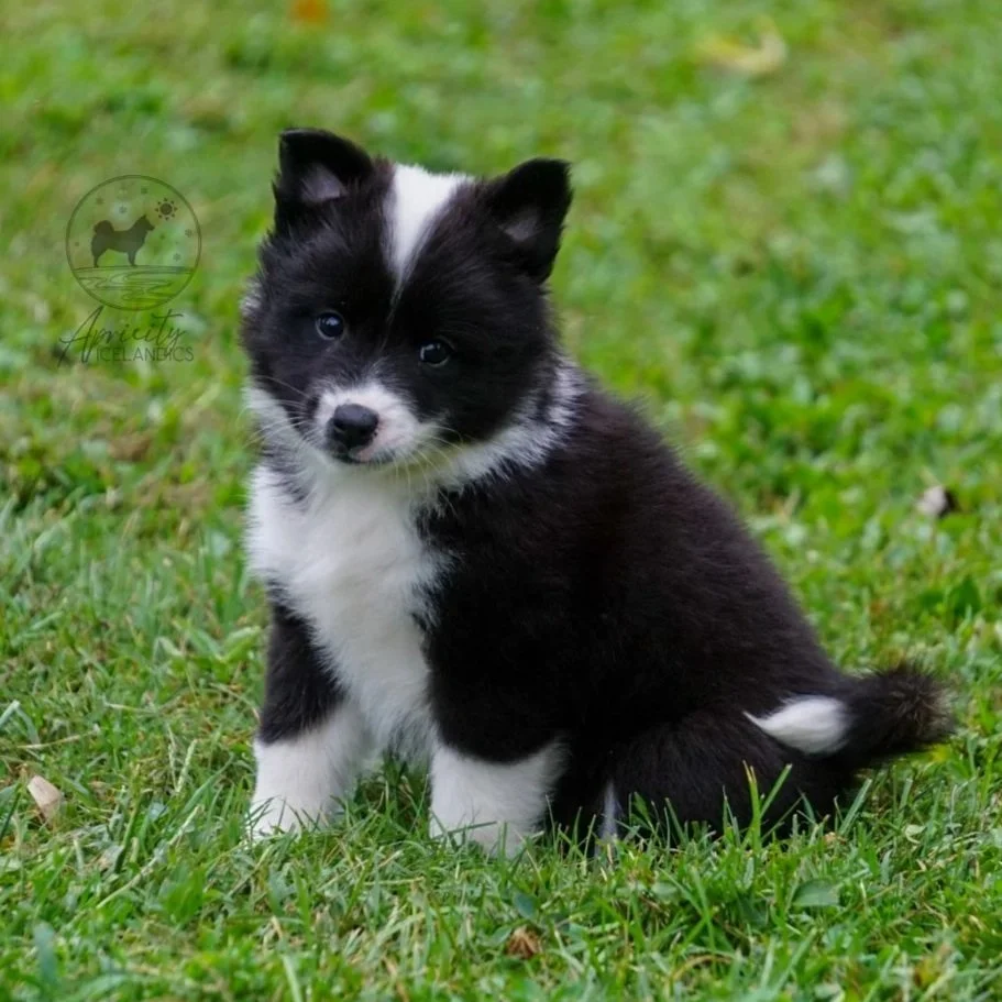 "Partita" - black tricolor, female