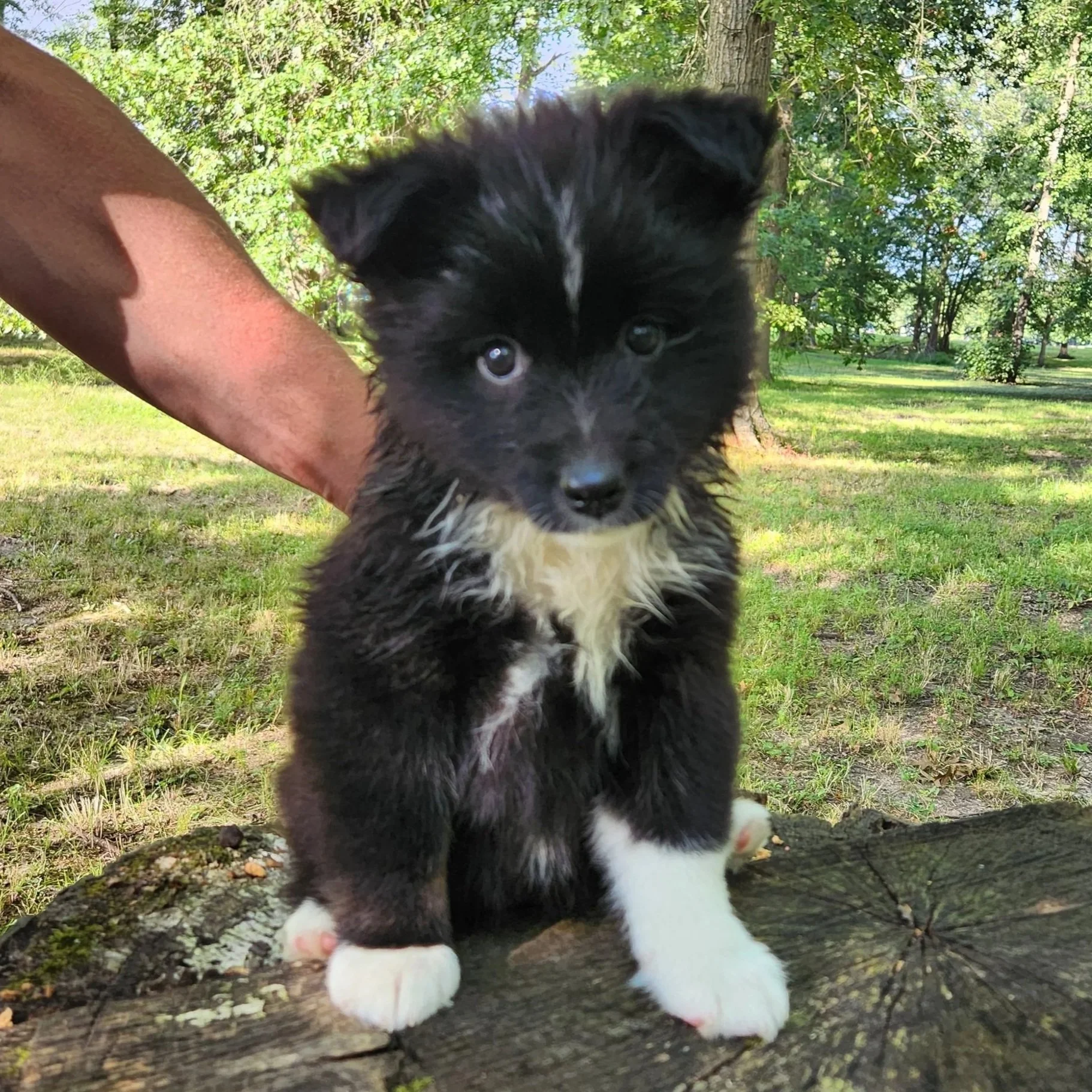 "Cadence" - black tricolor, female