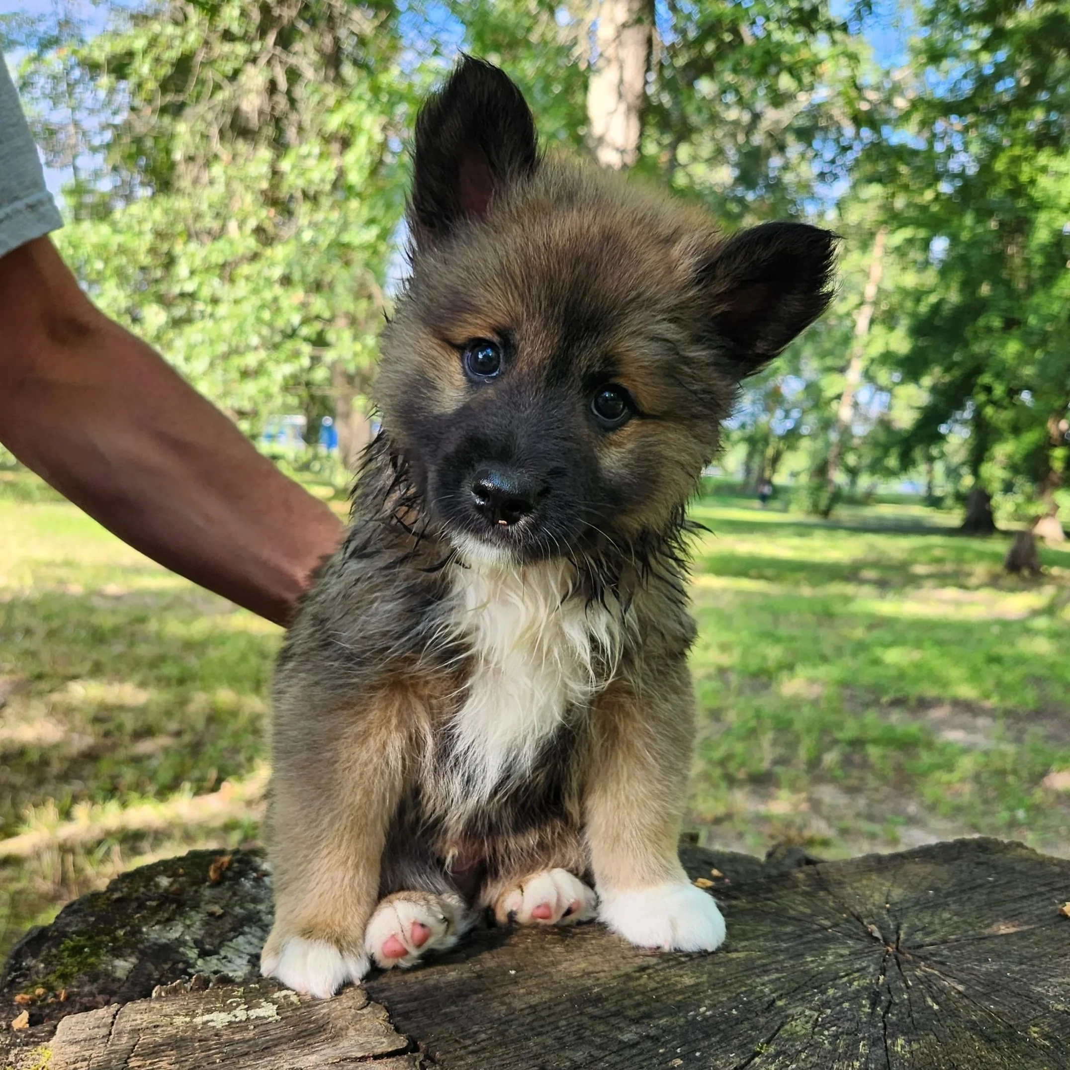"Legato" - red sable, male