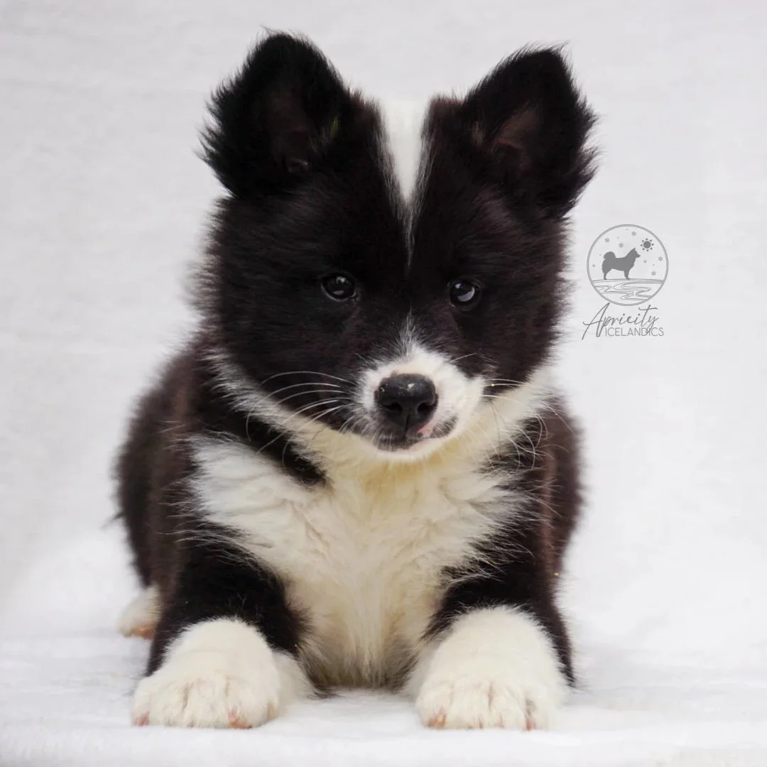 "Partita" - black tricolor, female