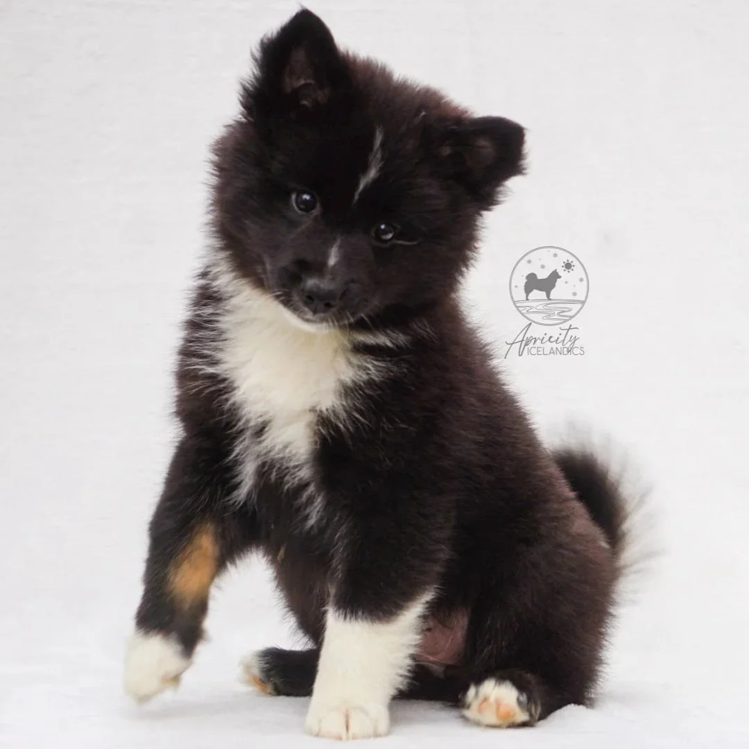 "Cadence" - black tricolor, female