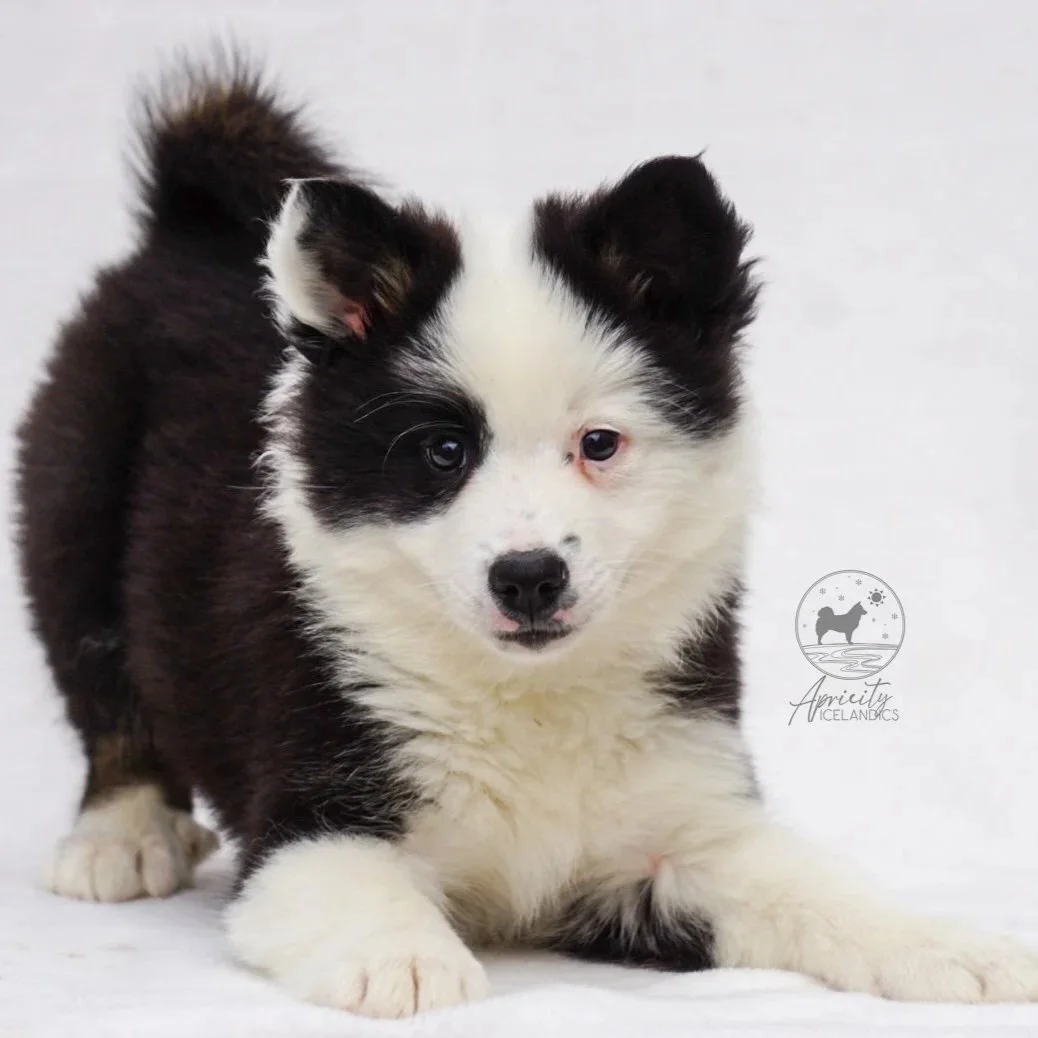 "Vivace" - black tricolor, female