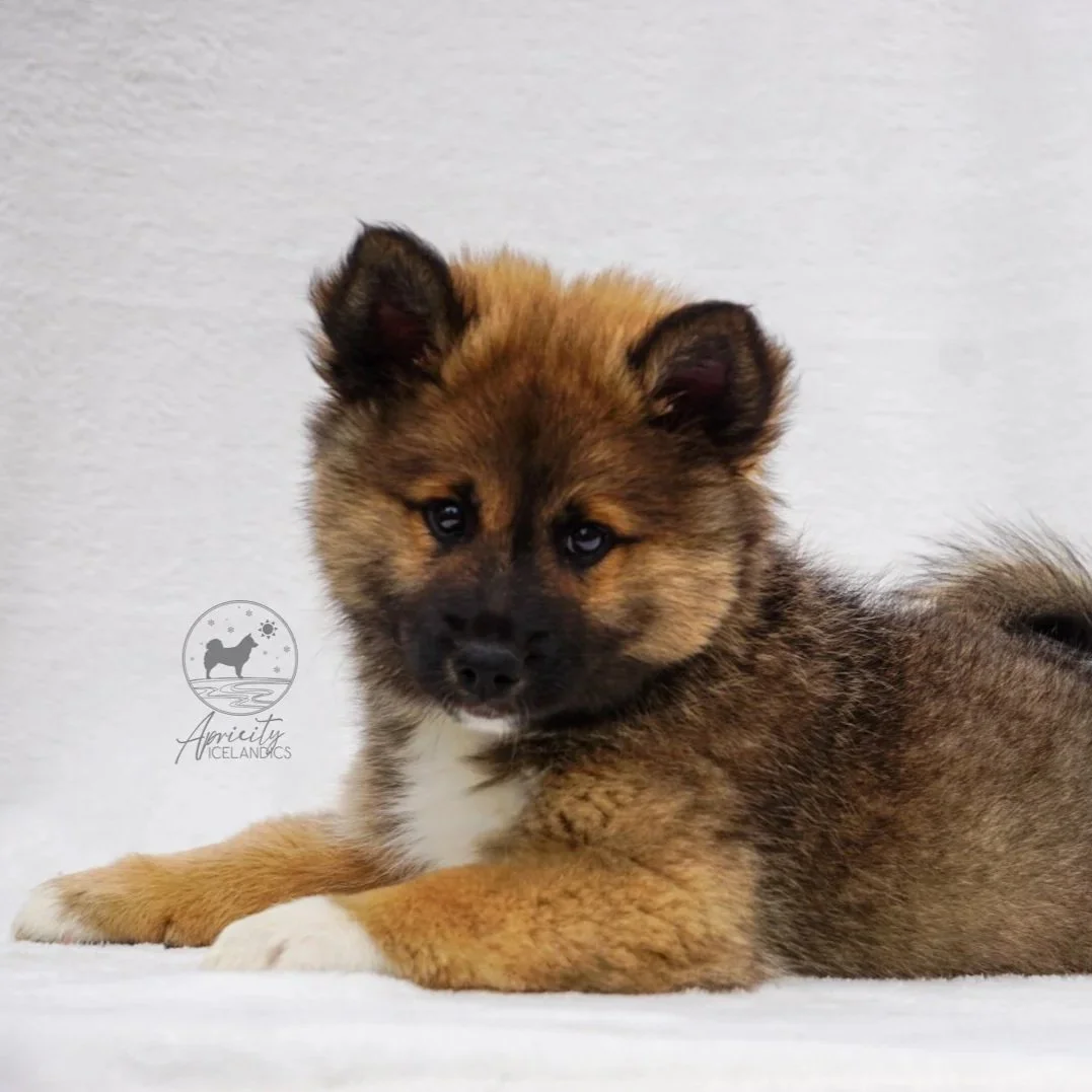 "Legato" - red sable, male