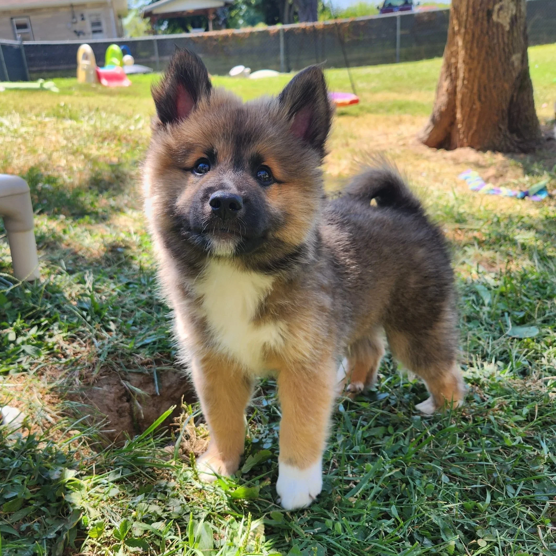 "Legato" - red sable, male