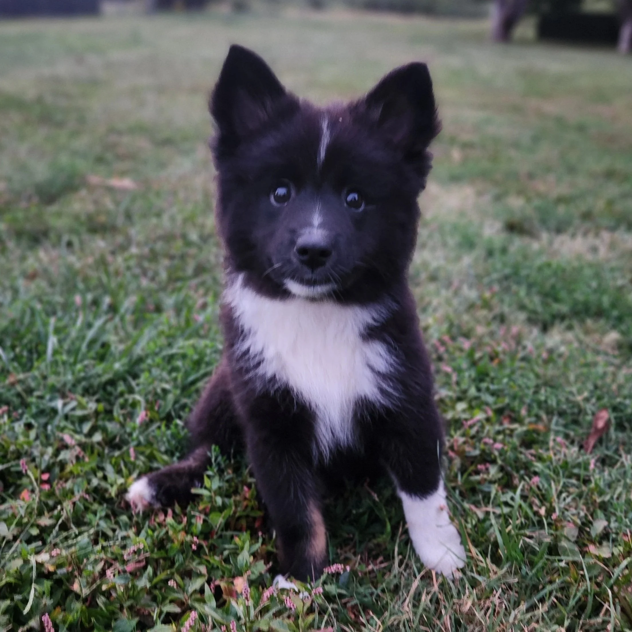 "Cadence" - black tricolor, female