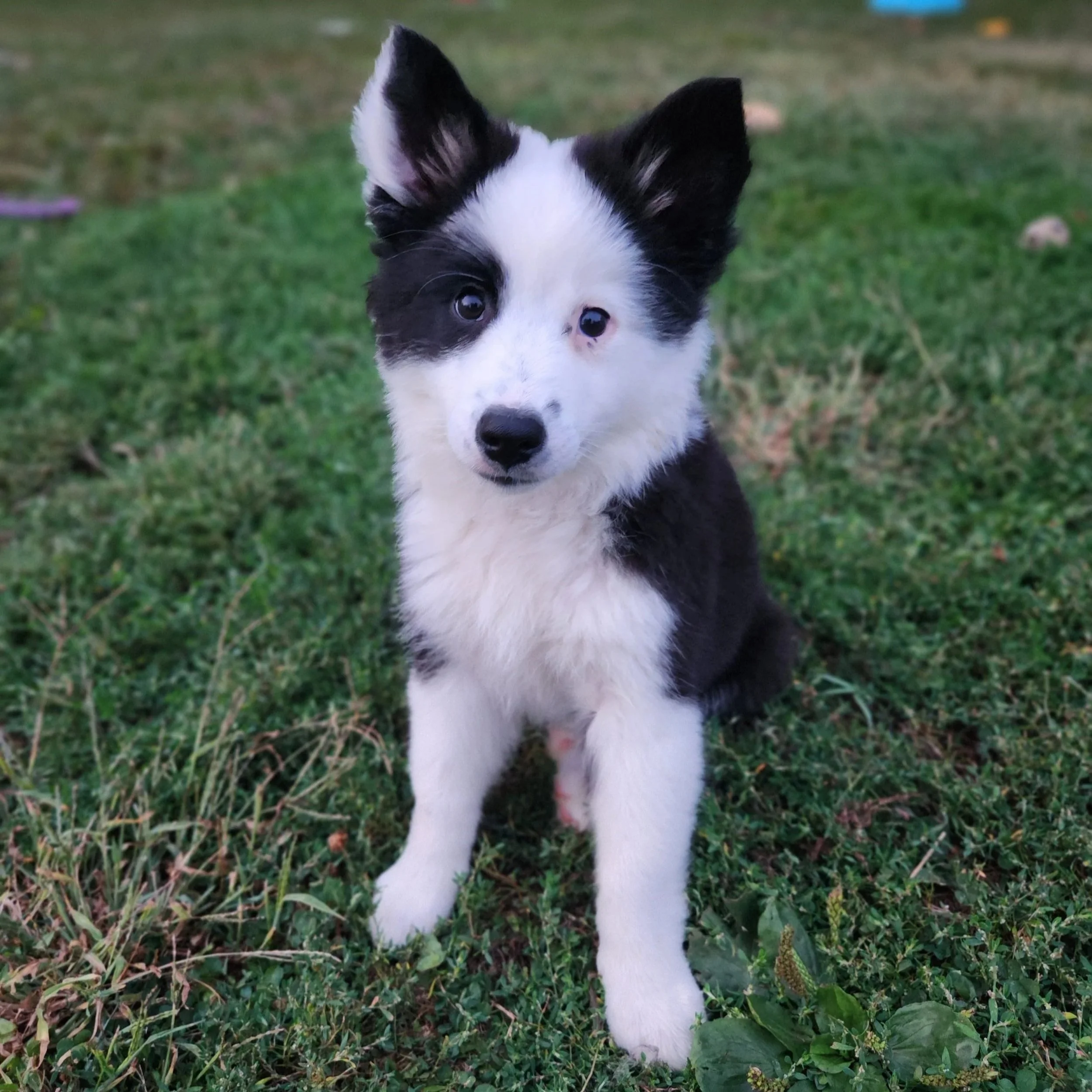"Vivace" - black tricolor, female