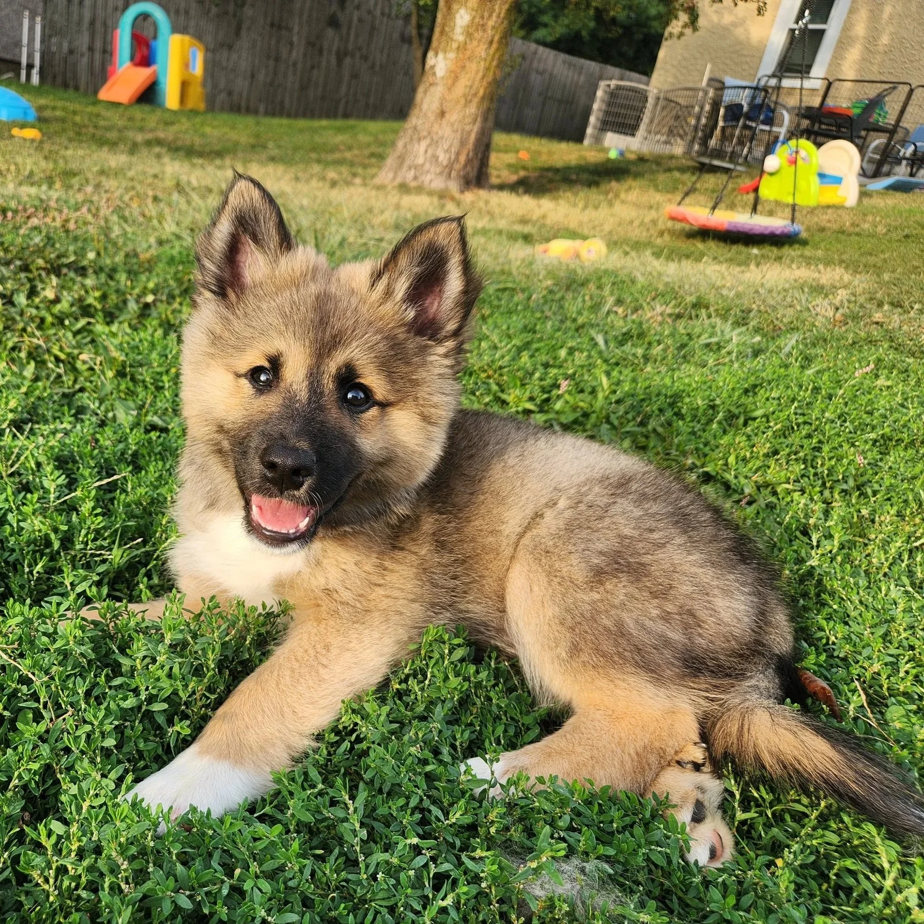 "Legato" - red sable, male