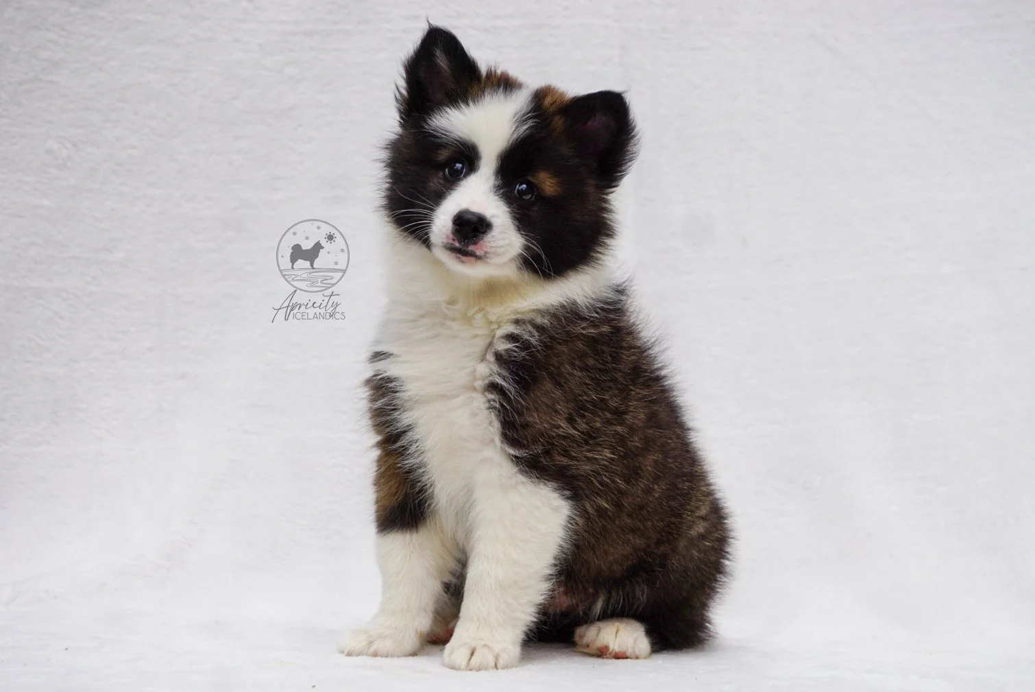 "Sonata" - red sable, female