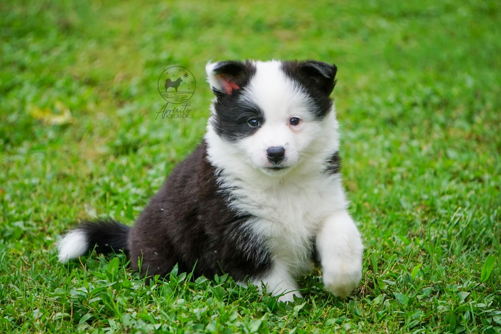 "Vivace" - black tricolor, female