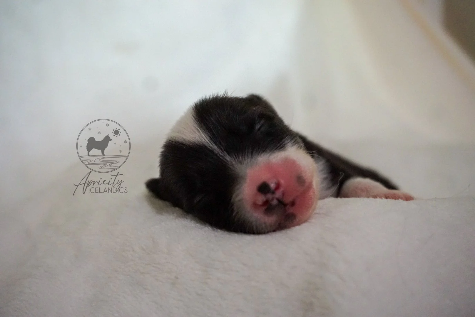 "Partita" - black tricolor female