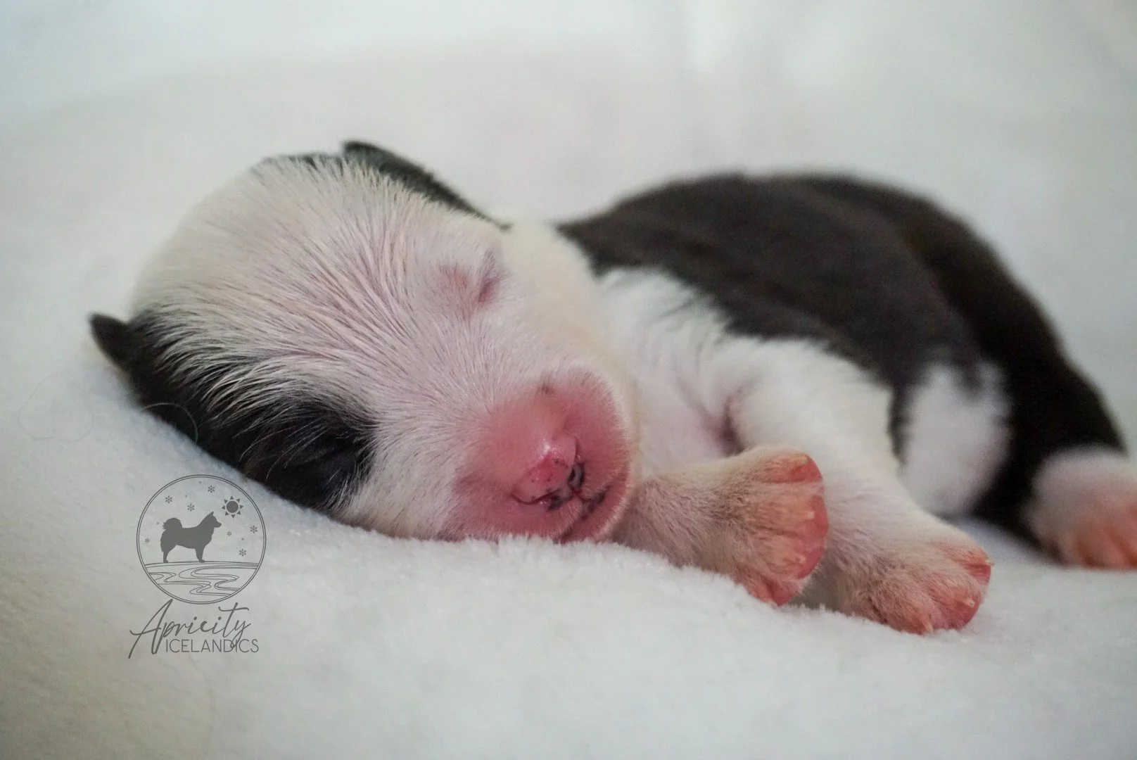 "Vivace" - black tricolor, female