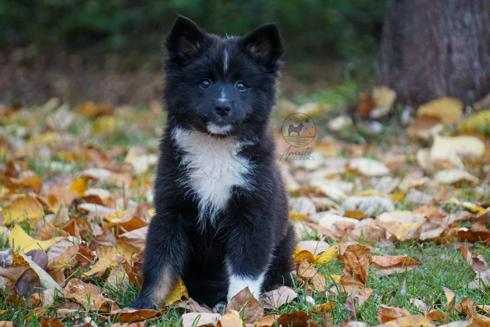 "Cadence" - black tricolor, female