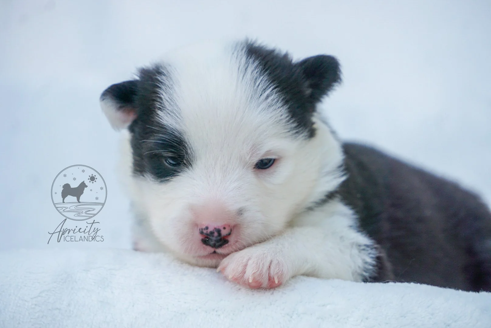 "Vivace" - black tricolor, female