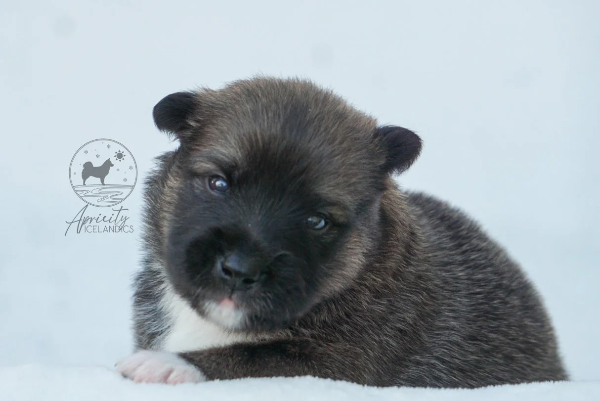 "Legato" - red sable, male