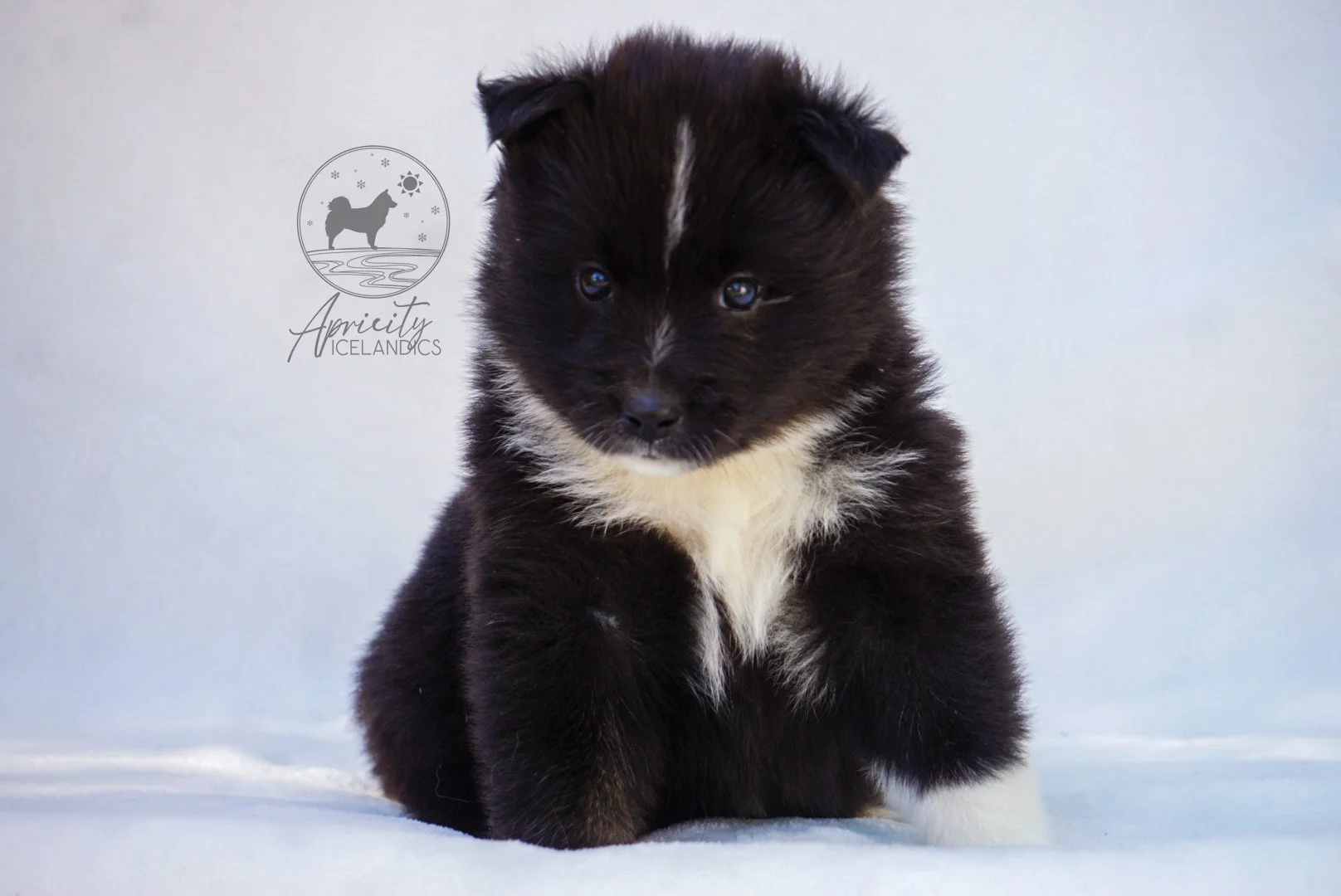 "Cadence" - black tricolor, female