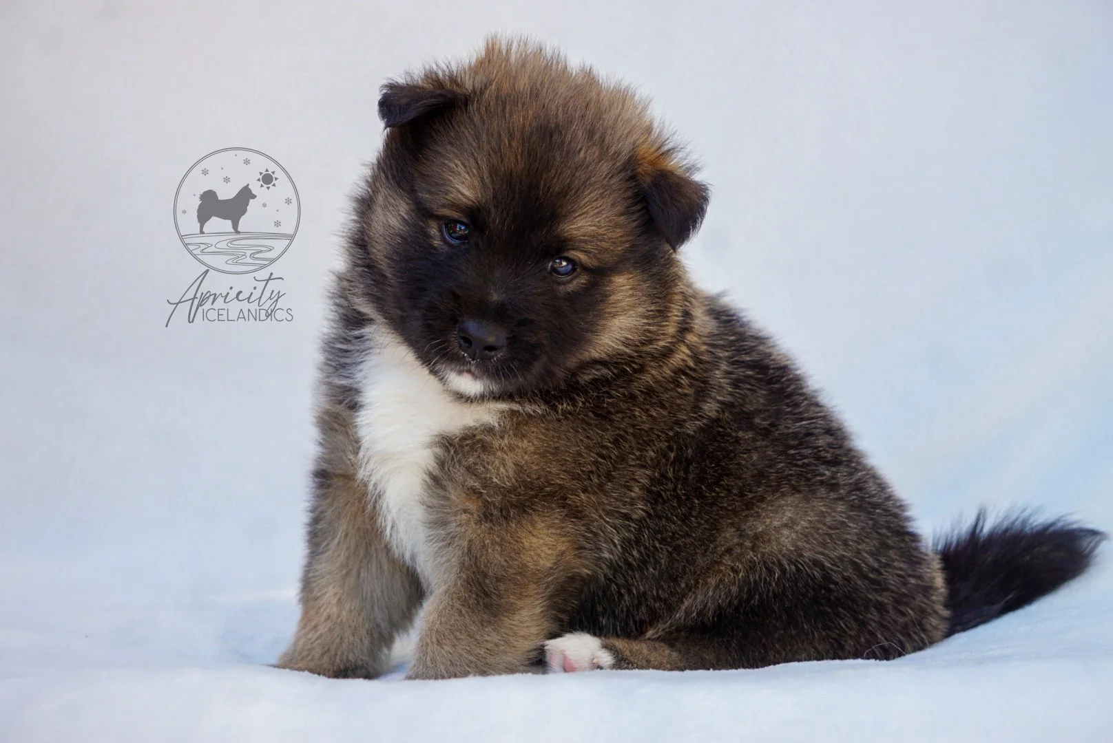 "Legato" - red sable, male