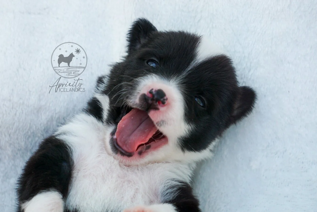 "Partita" - black tricolor, female