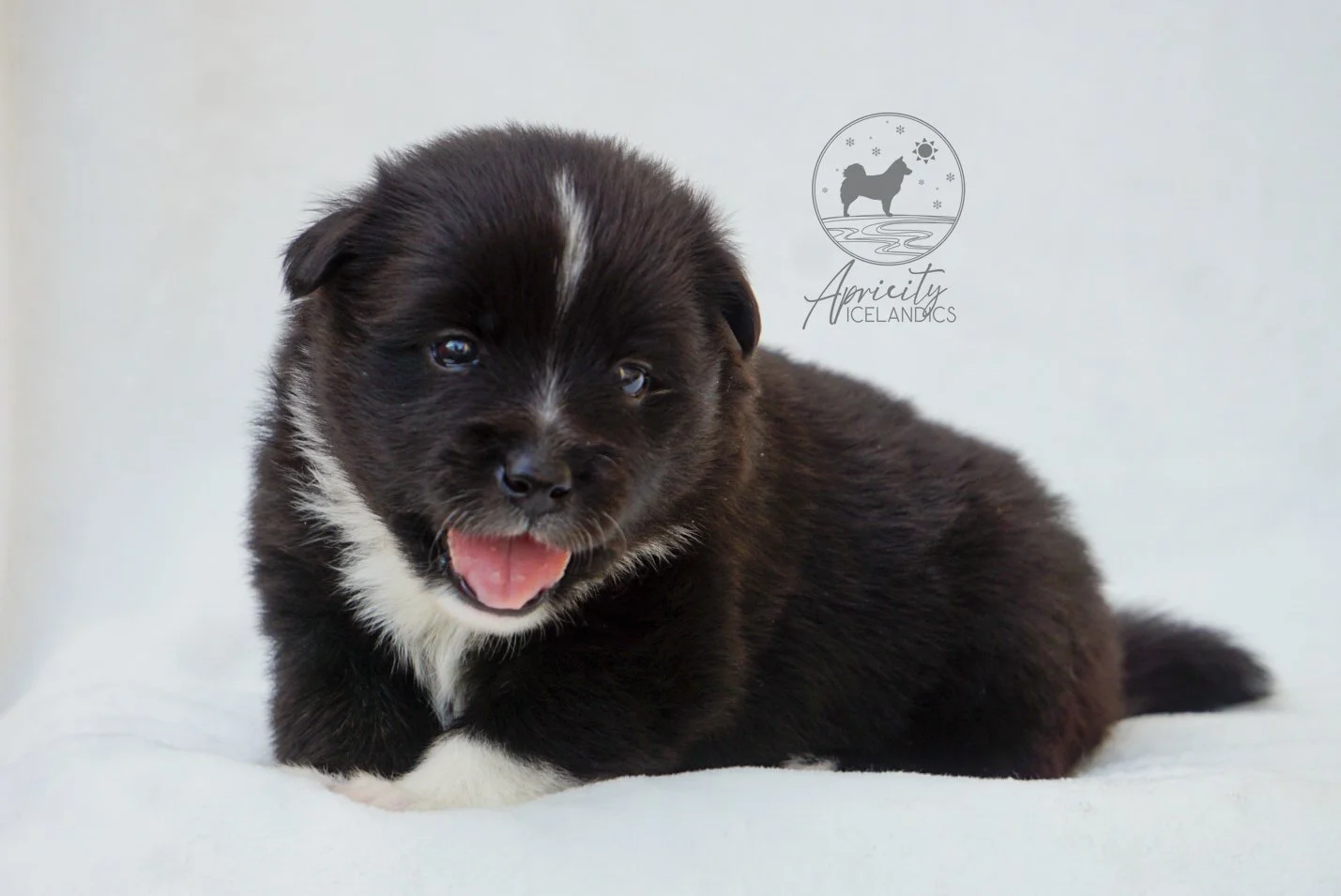 "Cadence" - black tricolor, female
