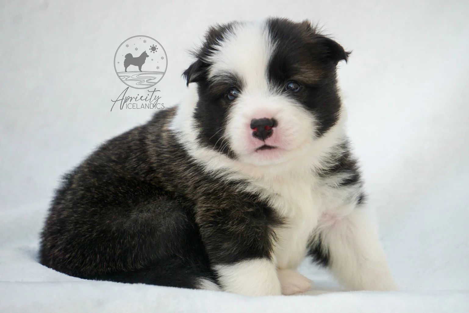 "Sonata" - red sable, female