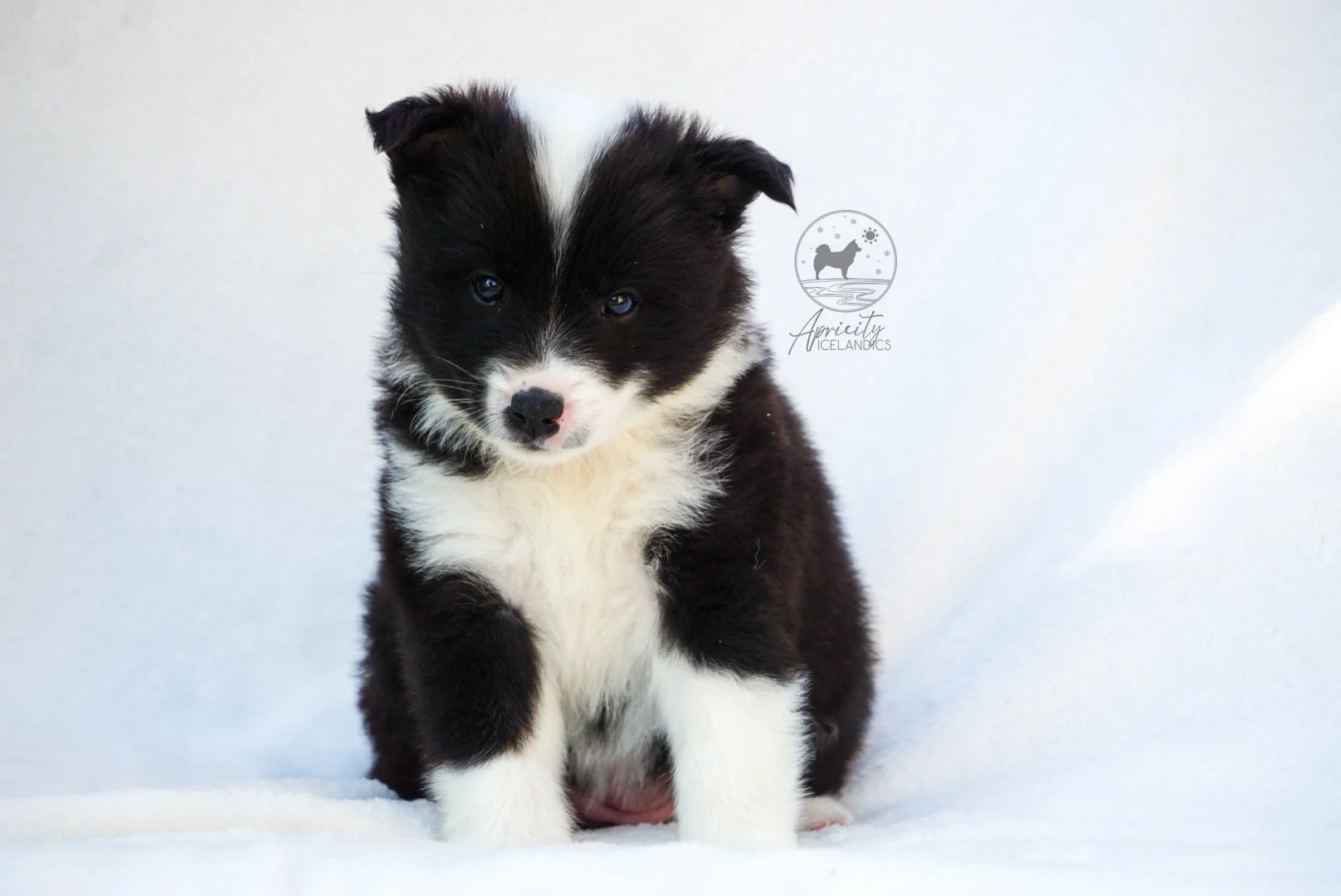 "Partita" - black tricolor, female