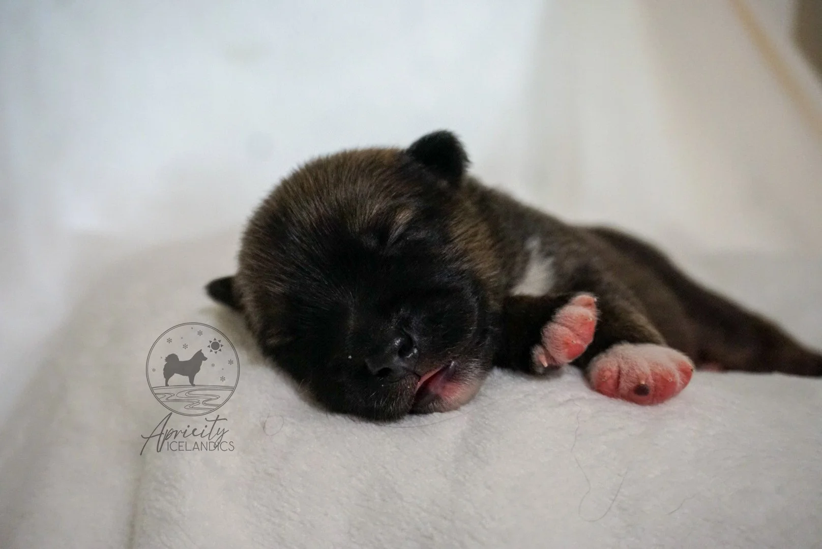 "Legato" - red sable, male