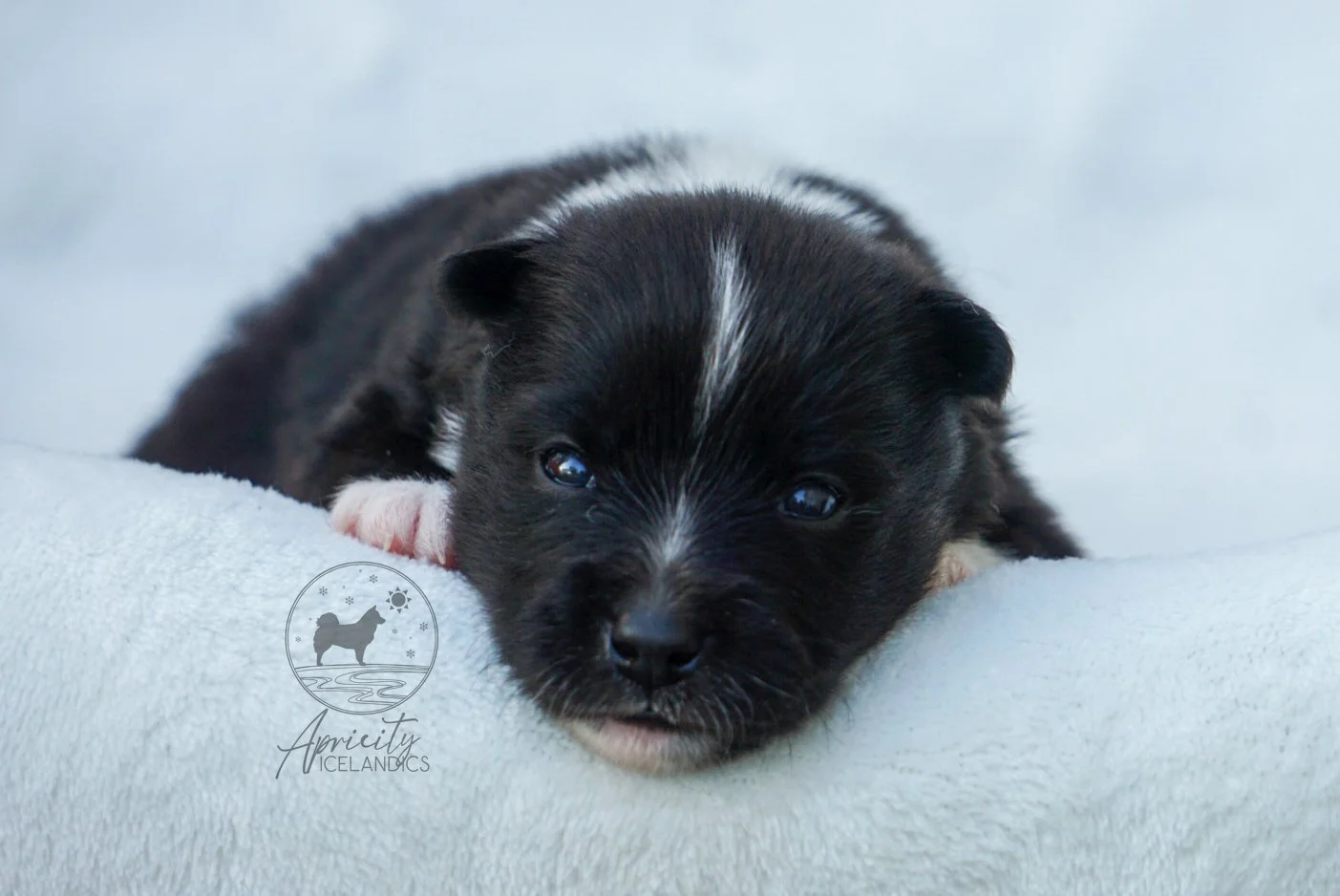 "Cadence" - black tricolor, female