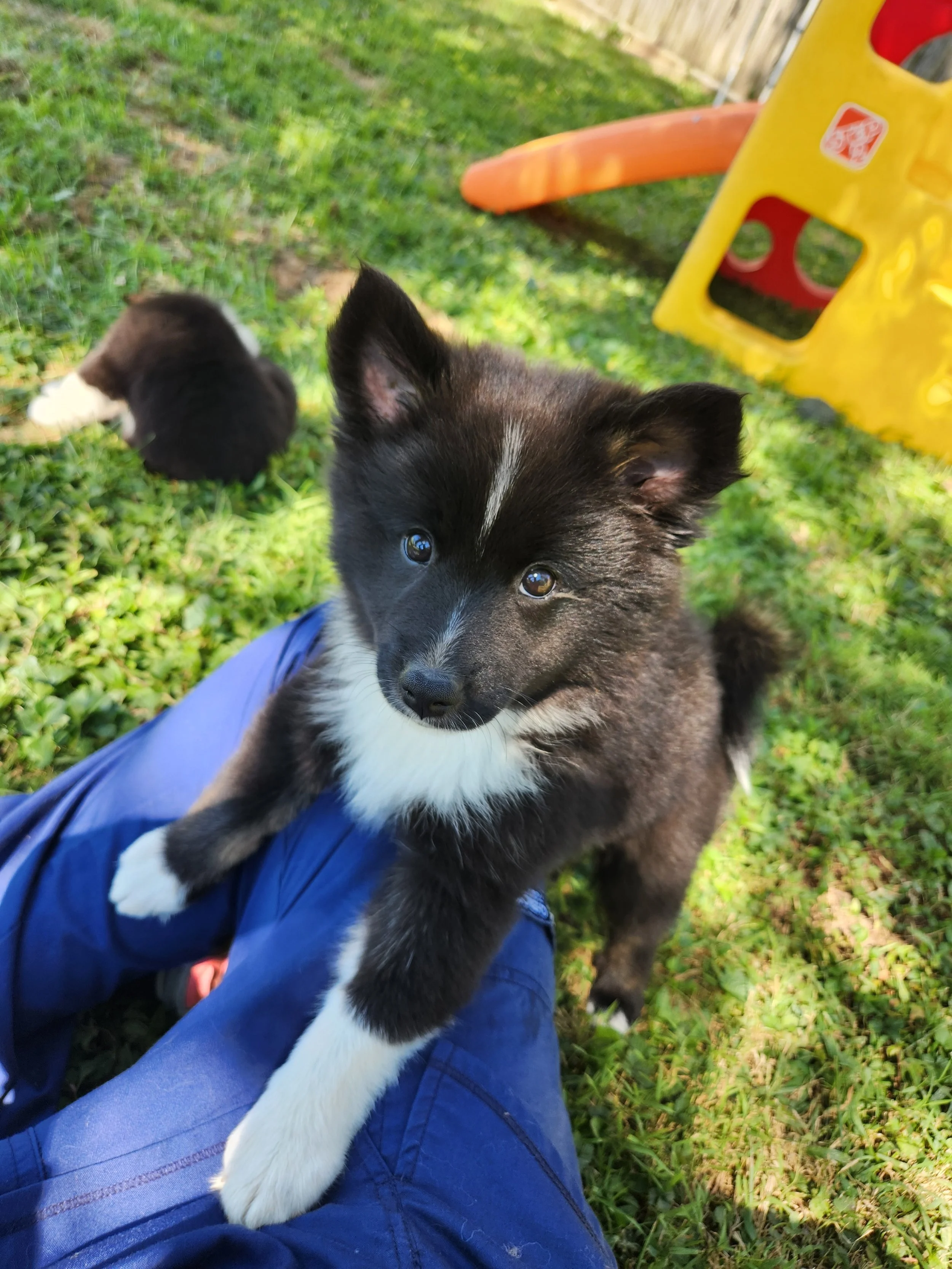 "Cadence" - black tricolor, female