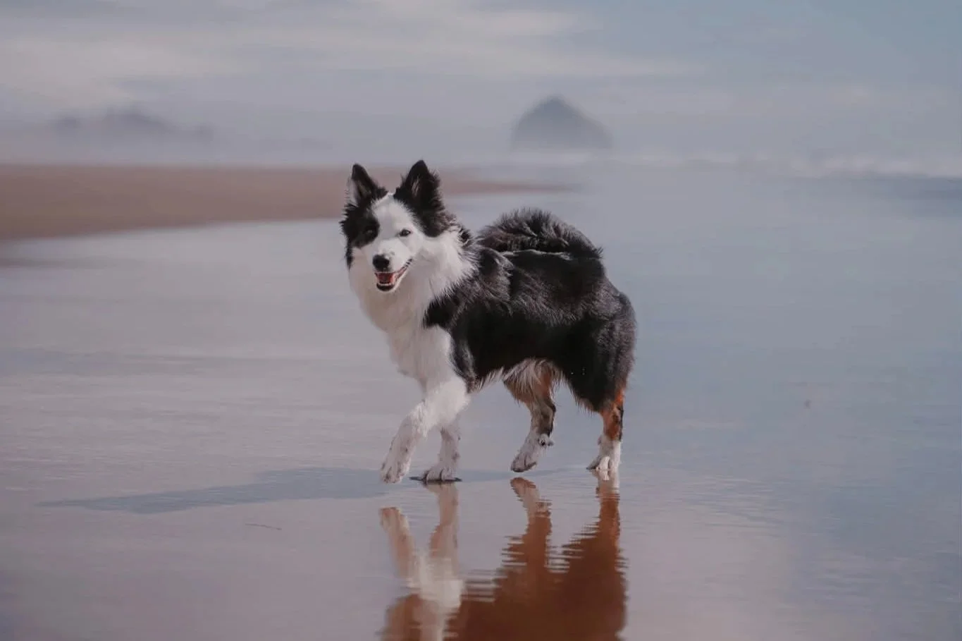 black tricolor Icelandic Sheepdog
