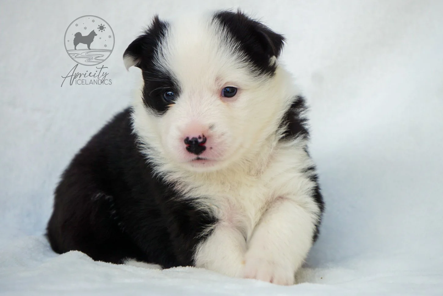 "Vivace" - black tricolor, female