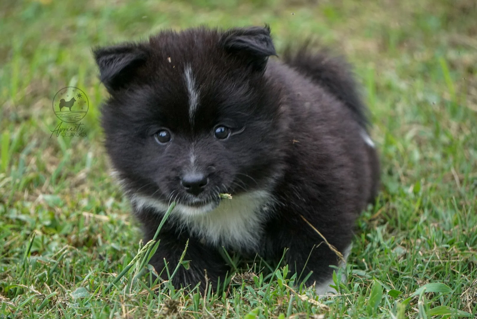 "Cadence" - black tricolor, female
