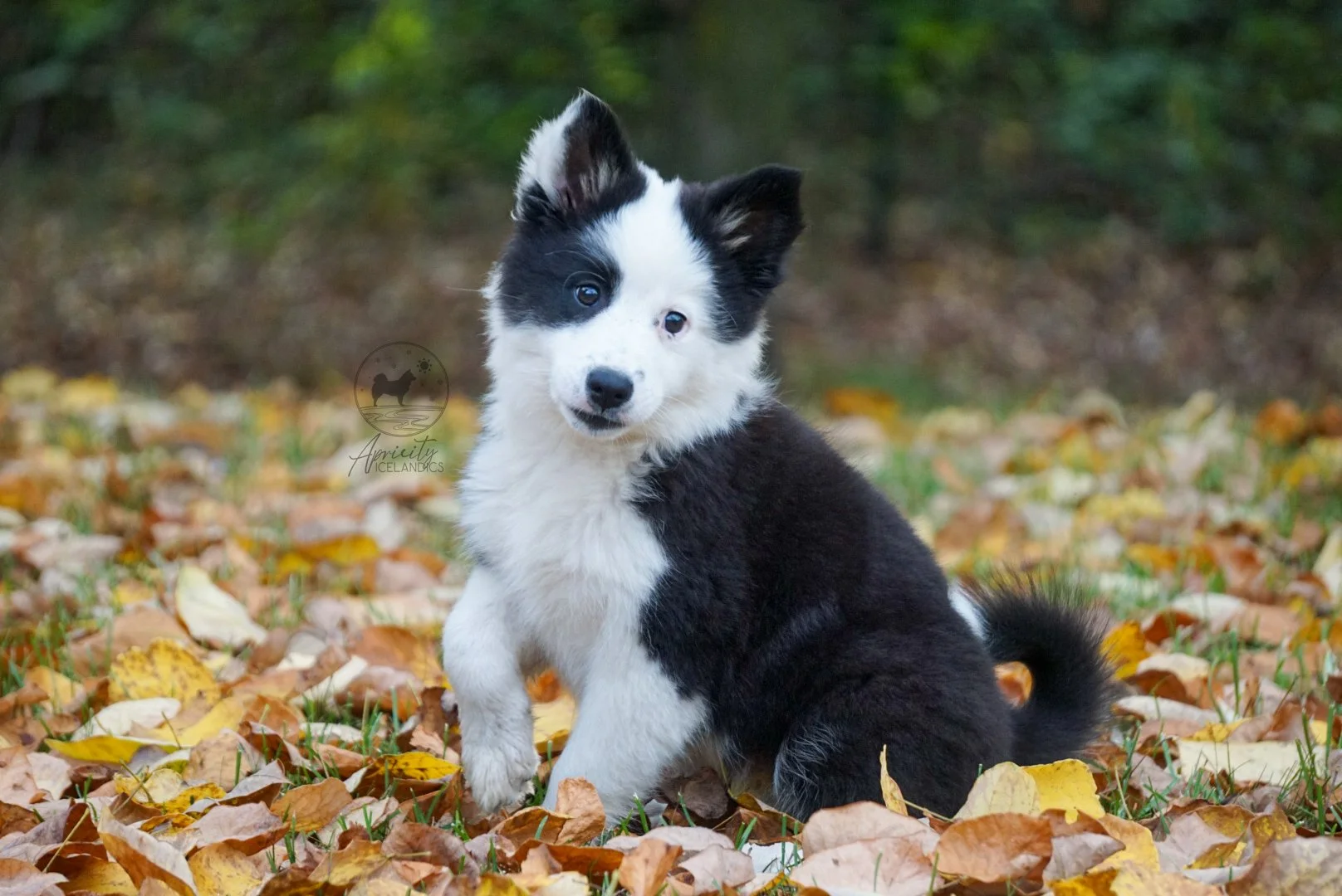 "Vivace" - black tricolor, female