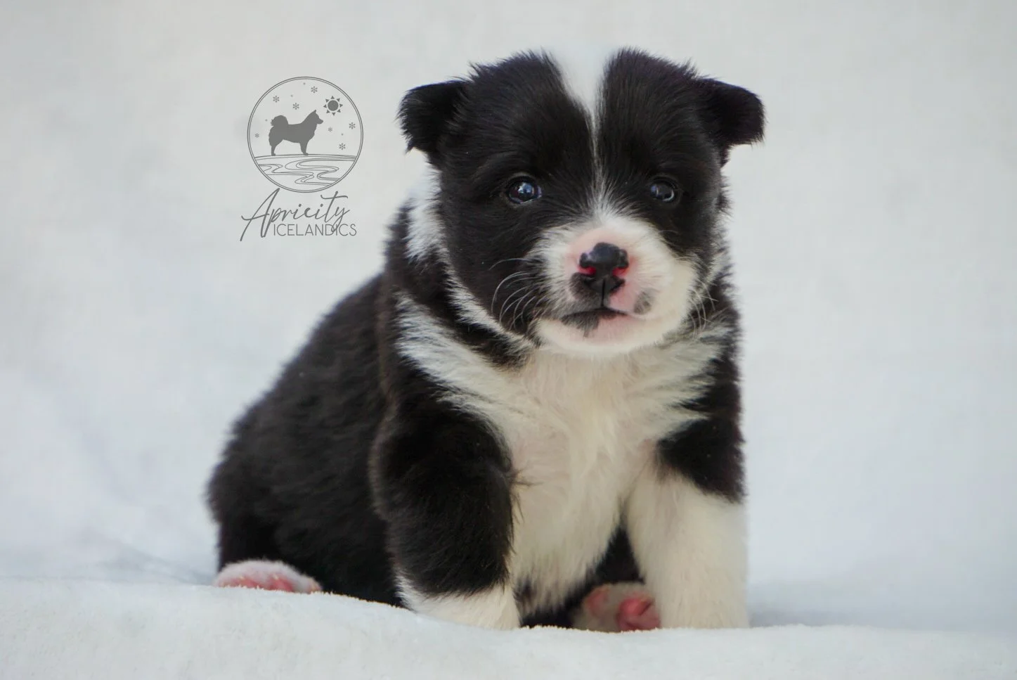 "Partita" - black tricolor, female