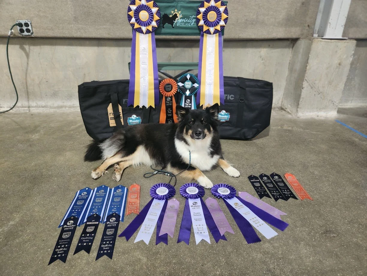 black tricolor icelandic sheepdog