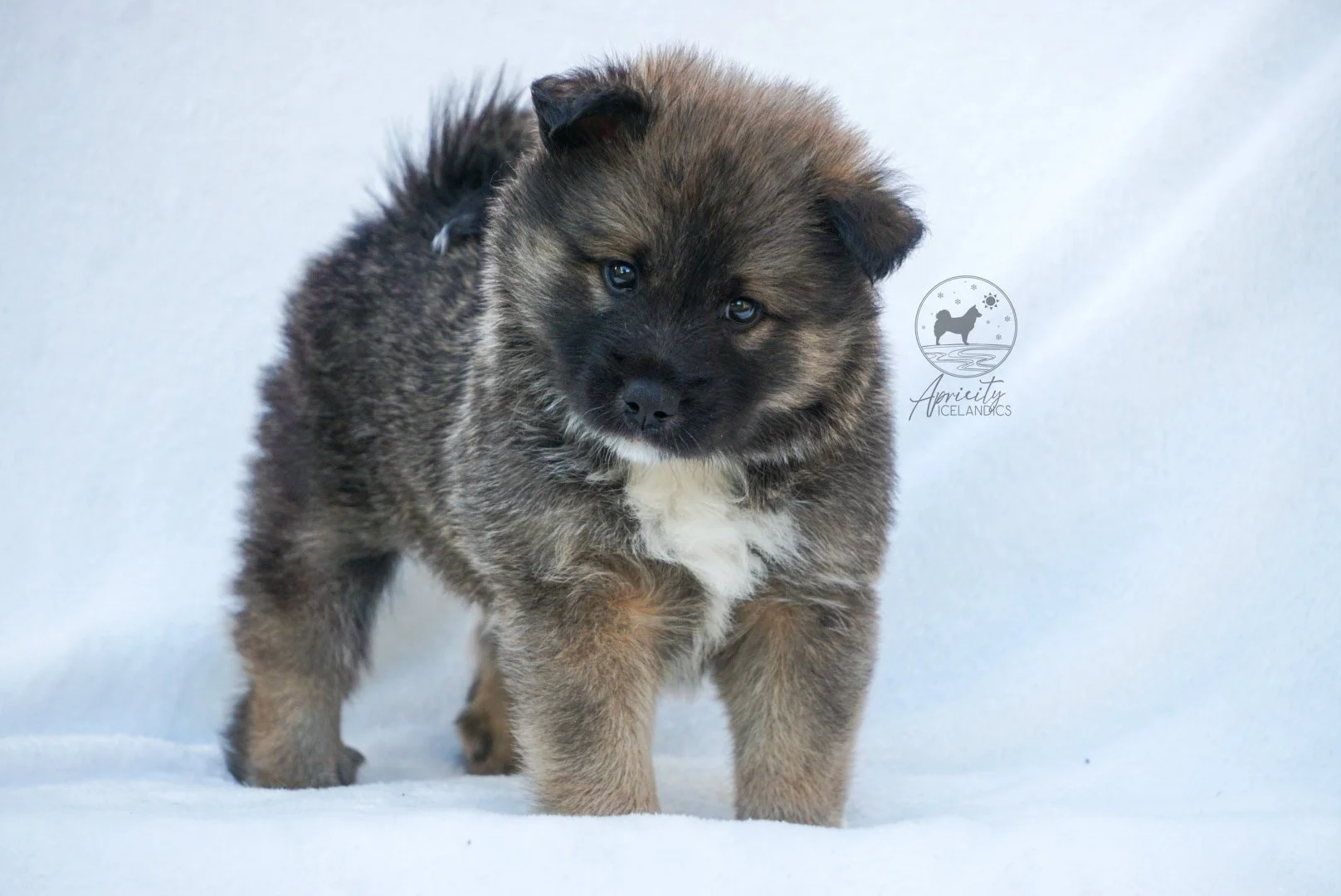 "Legato" - red sable, male