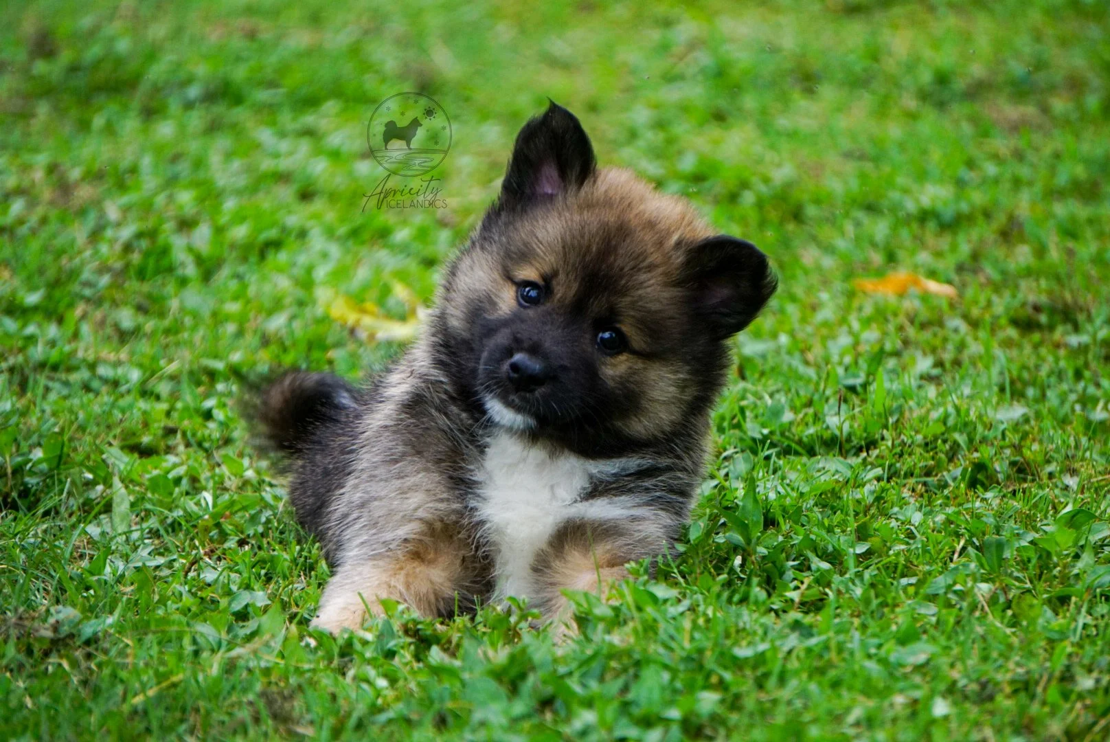 "Legato" - red sable, male