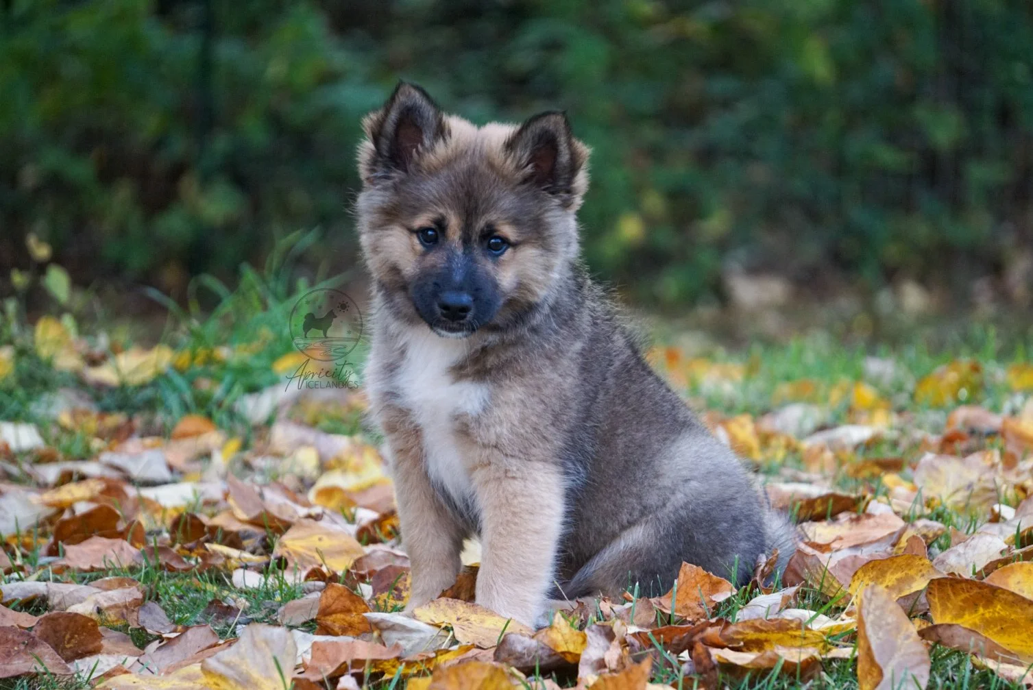 "Legato" - red sable, male