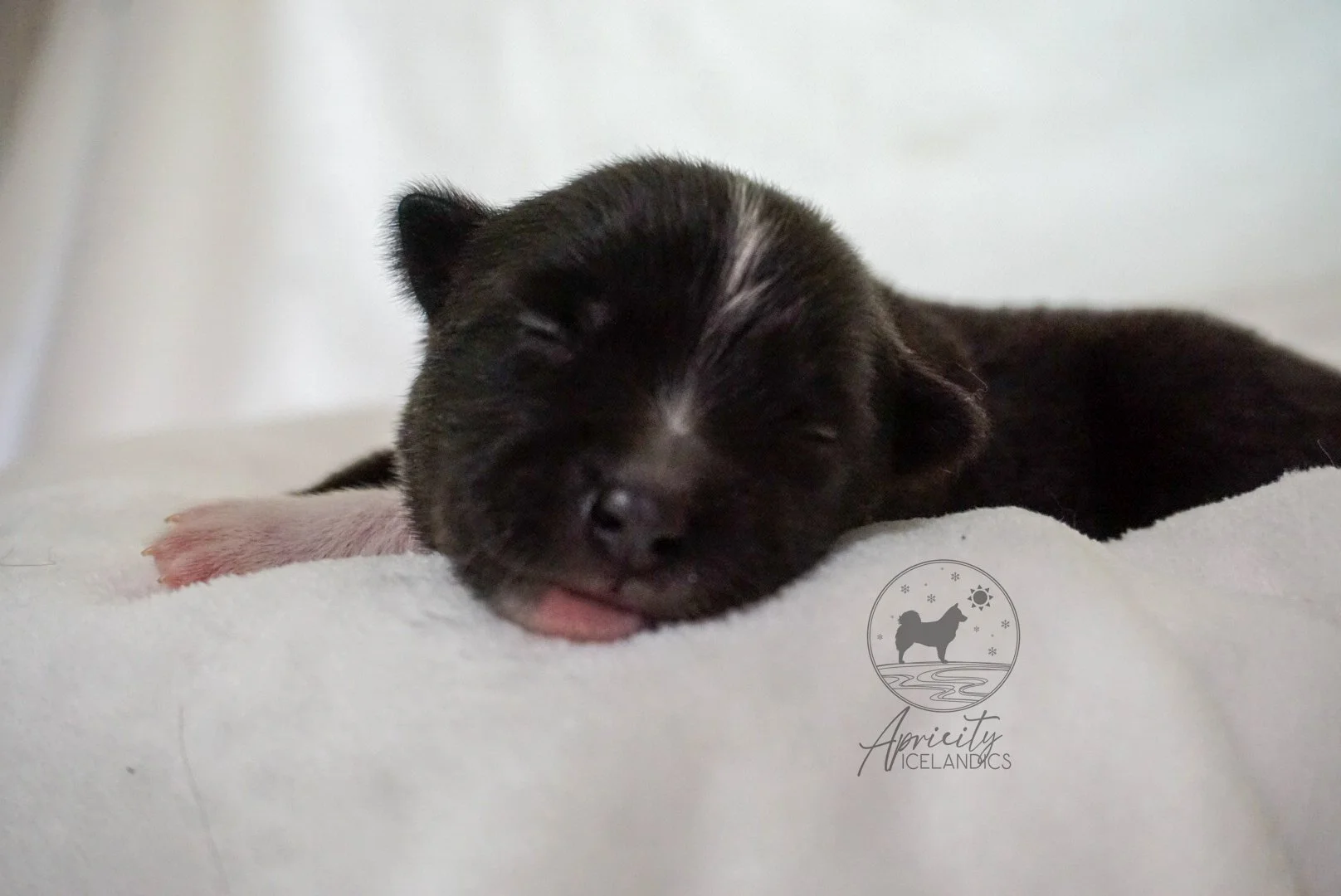 "Cadence" - black tricolor, female