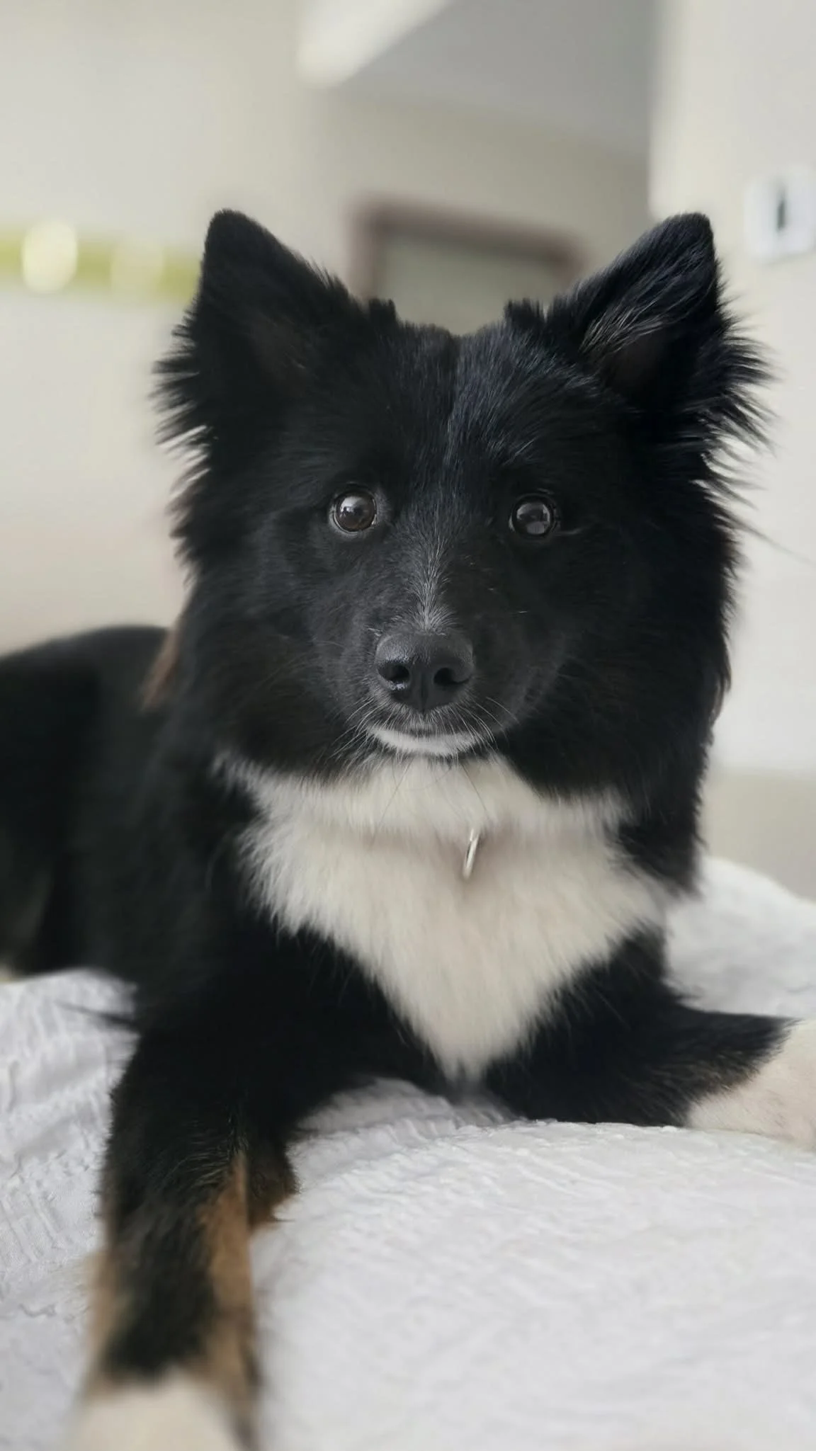 black tricolor Icelandic Sheepdog