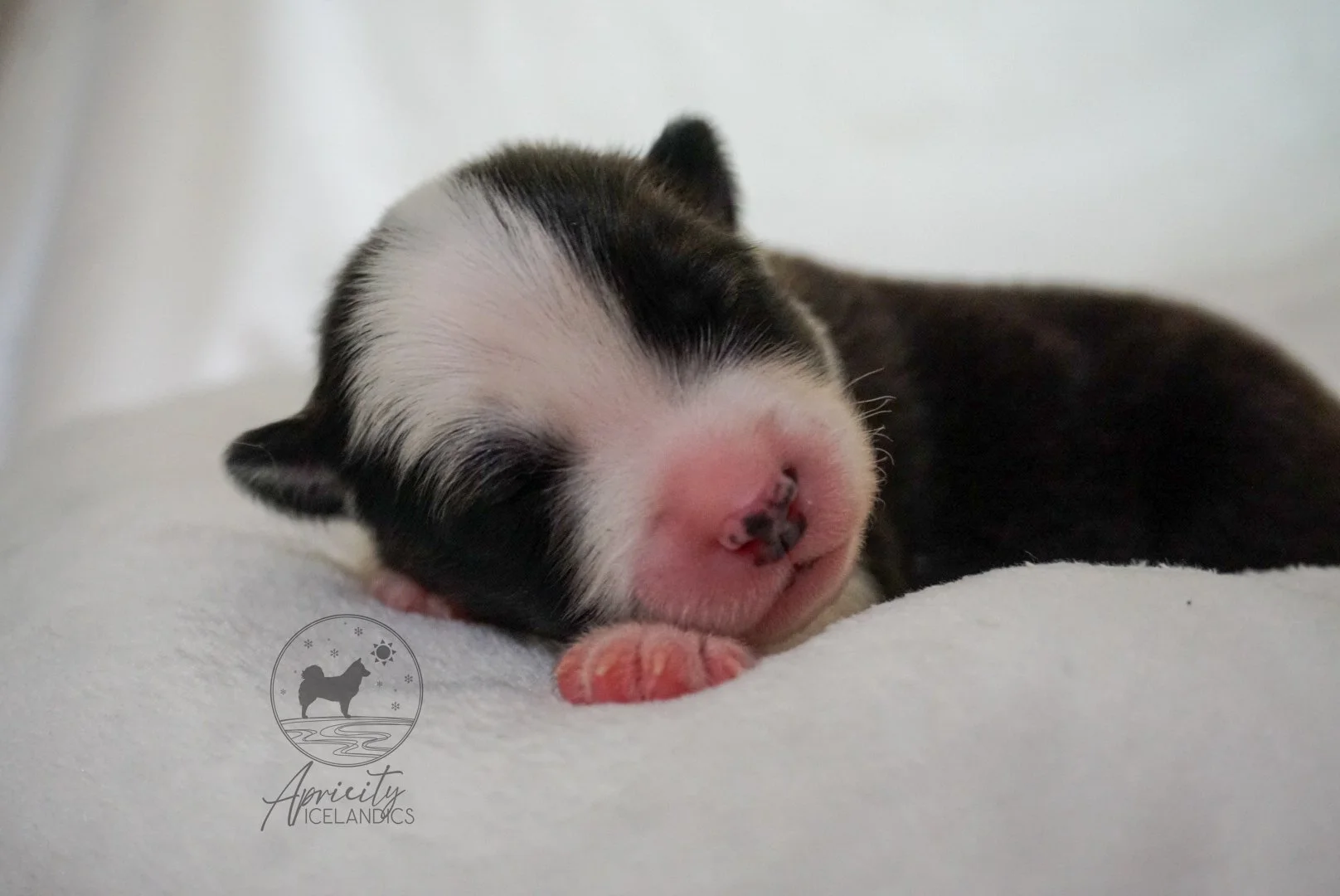 "Sonata" - red sable, female