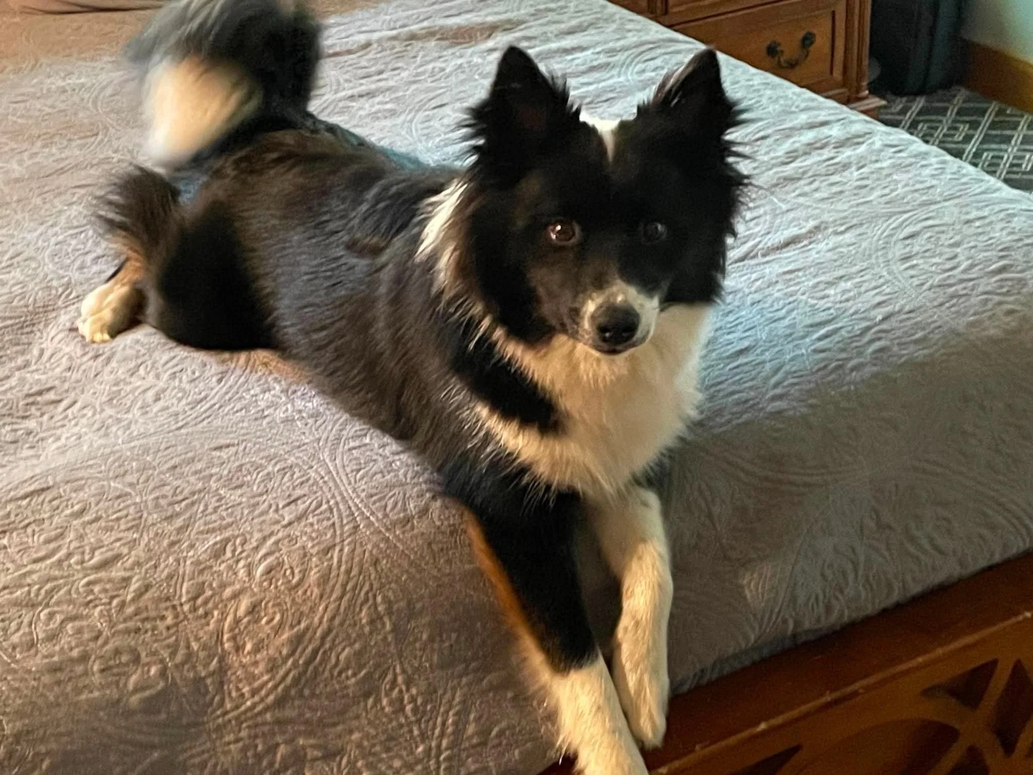 black tricolor Icelandic Sheepdog