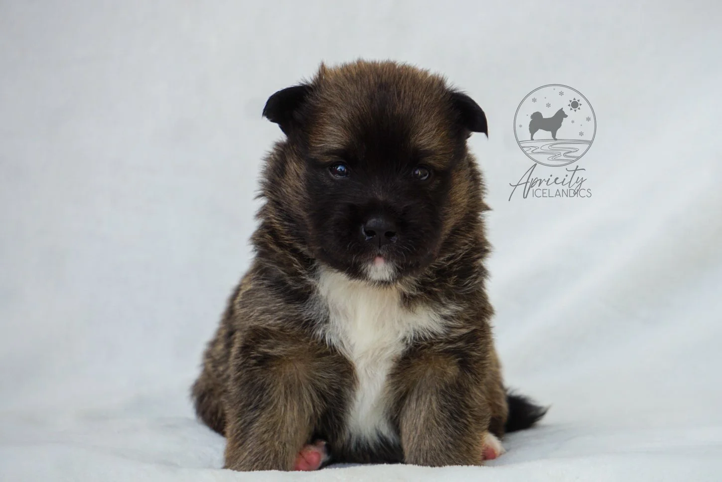 "Legato" - red sable, male