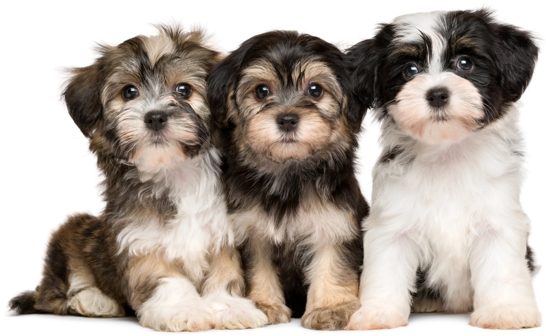 ToyBox Puppies Home i