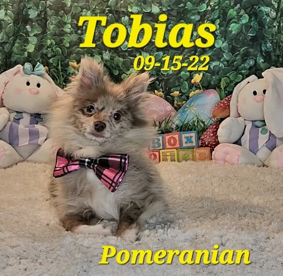 Pomeranian — ToyBox Puppies