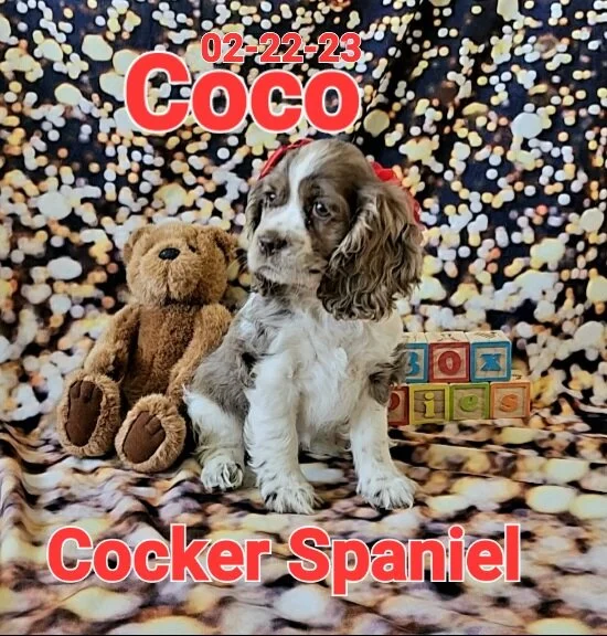 Cocker Spaniel — ToyBox Puppies
