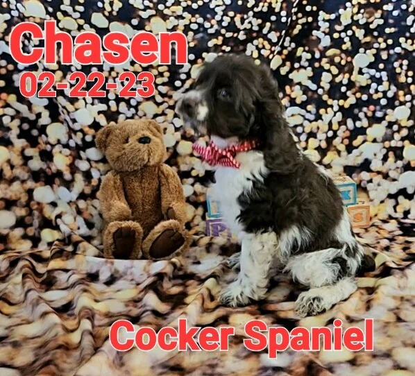 Cocker Spaniel — ToyBox Puppies