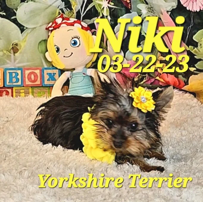 Yorkshire Terrier Puppies — ToyBox Puppies