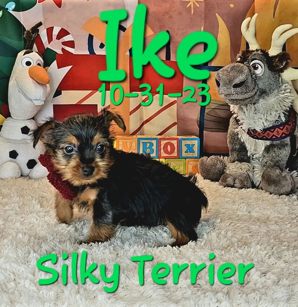 Silky Terrier Puppies — ToyBox Puppies