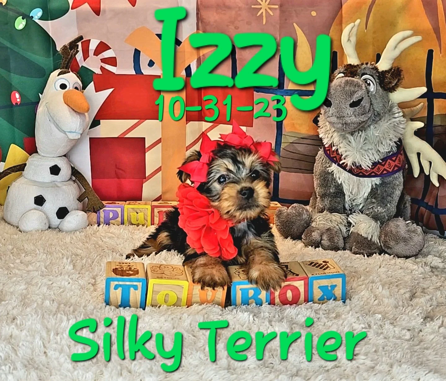 Silky Terrier Puppies — ToyBox Puppies