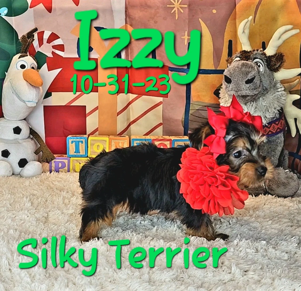 Silky Terrier Puppies — ToyBox Puppies